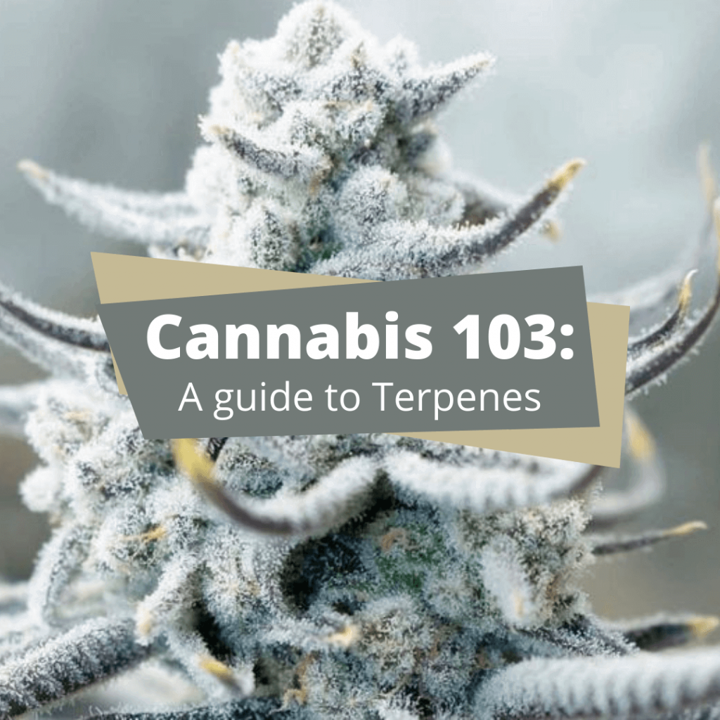 Terpenes cannabis guide