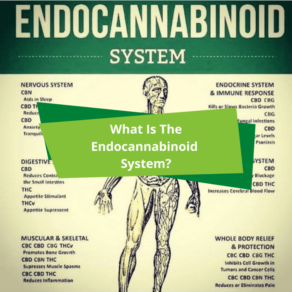 The endocannabinoid system what is it?