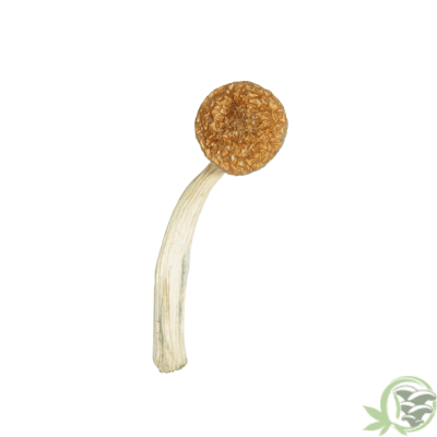 Buy Penis Envy 6 aka PE6 Cubensis online in Canada