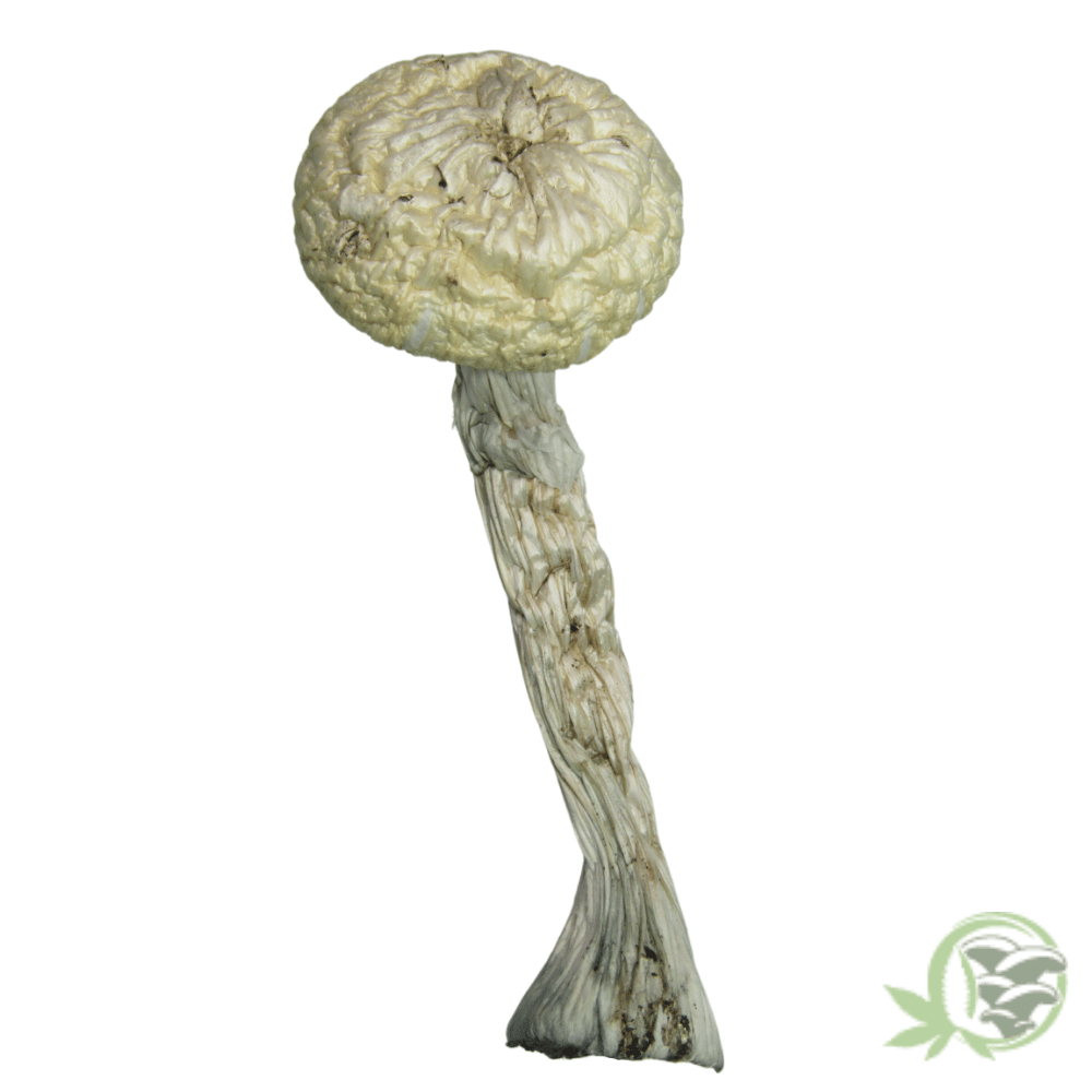 The best online dispensary to buy magic mushrooms in Canada