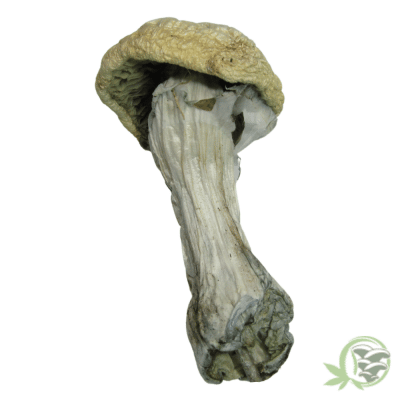 The best online dispensary to buy magic mushrooms in Canada