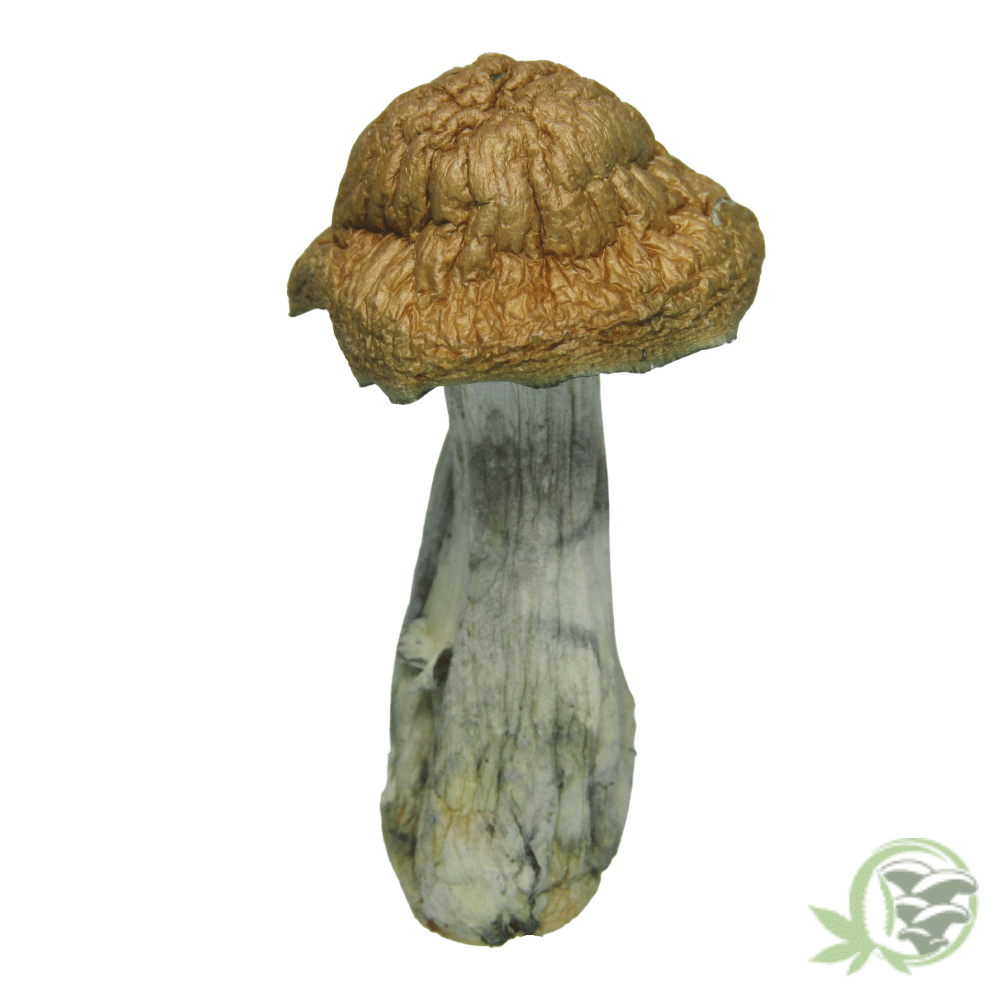 The best online dispensary for Magic Mushrooms in Canada.
