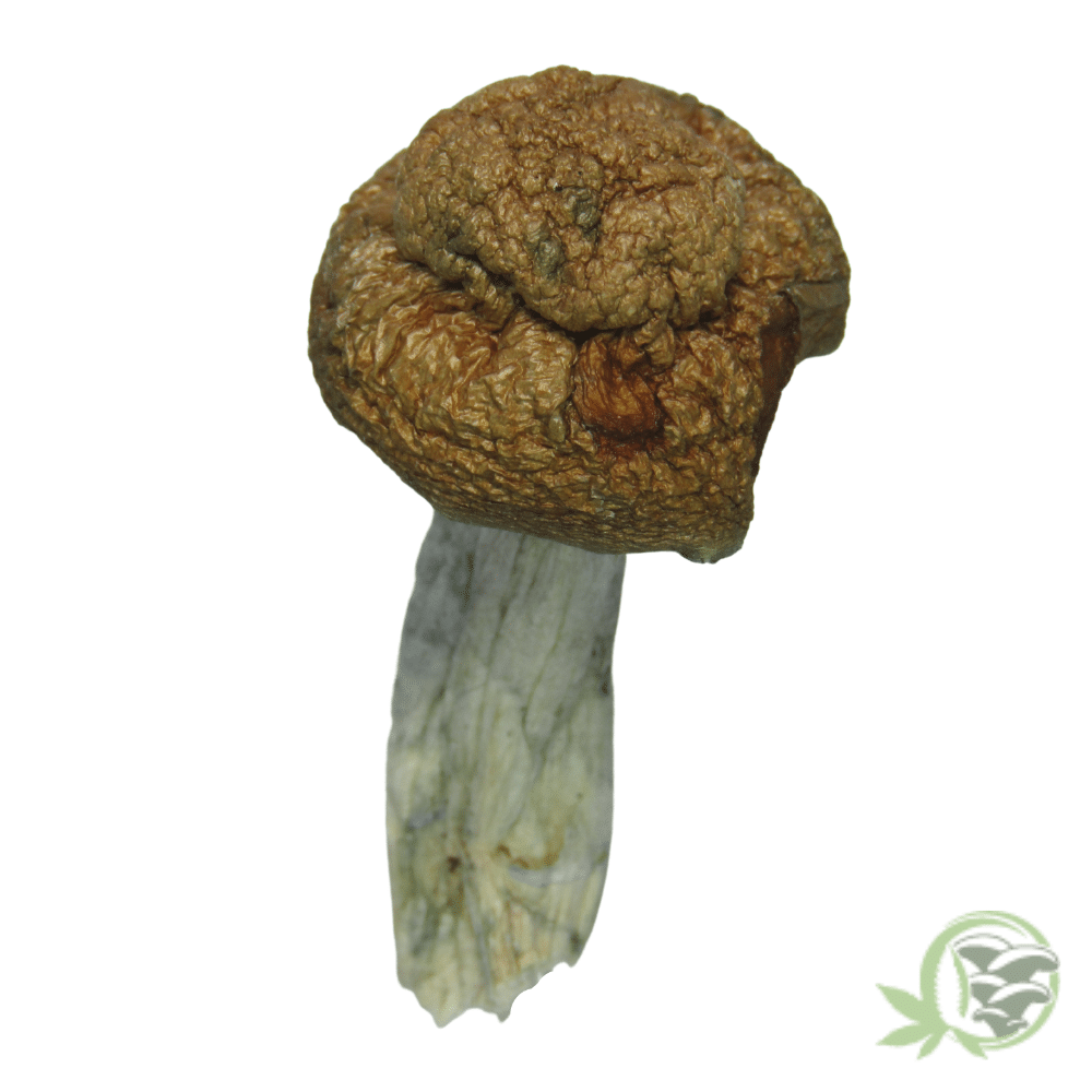 The best online dispensary for Magic Mushrooms in Canada.
