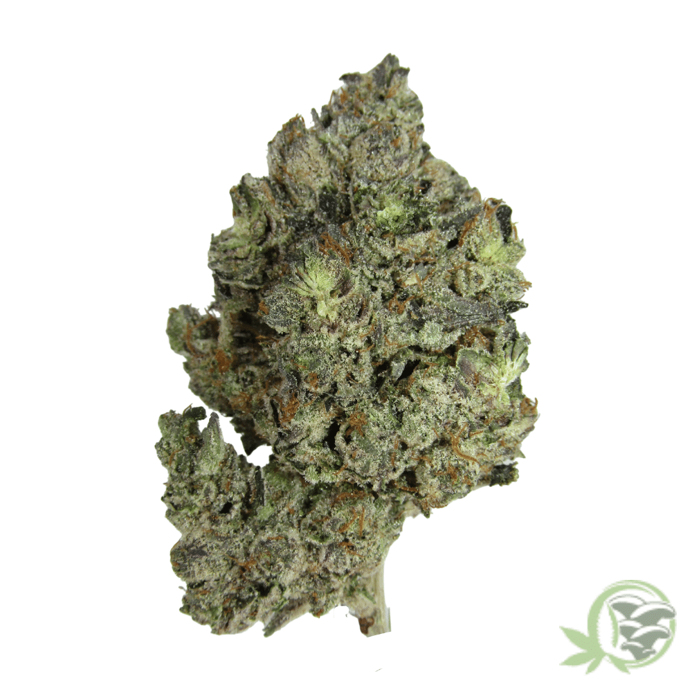SacredMeds is where to buy the best Weed in Canada just like this Gassy Pink Kush.