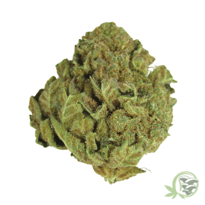 Buy the best Weed online in Canada just like this Moby Dick strain from SacredMeds online dispensary.